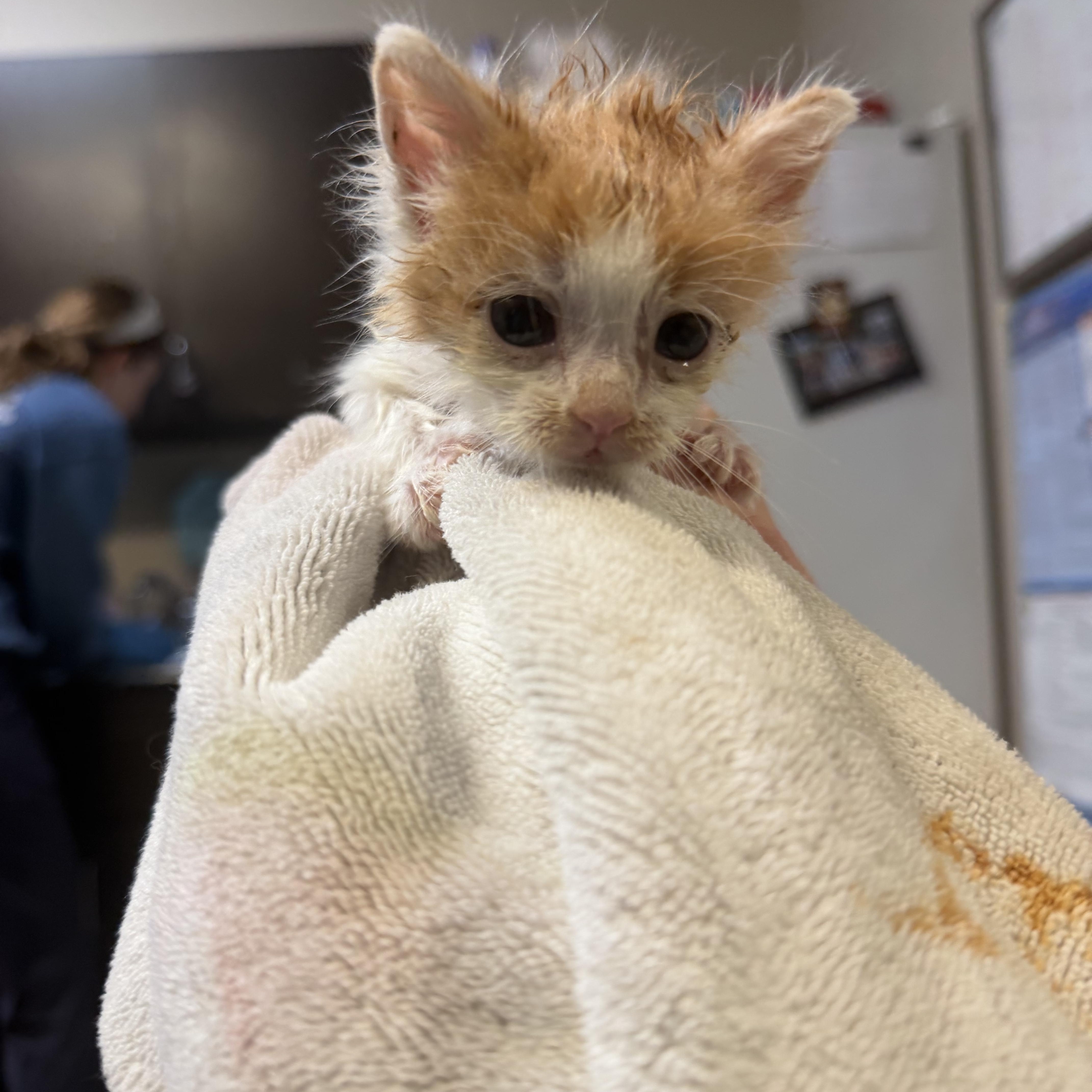 Dwayne The Rock Johnson, an adopted Domestic Short Hair in Birmingham, AL image 5/5