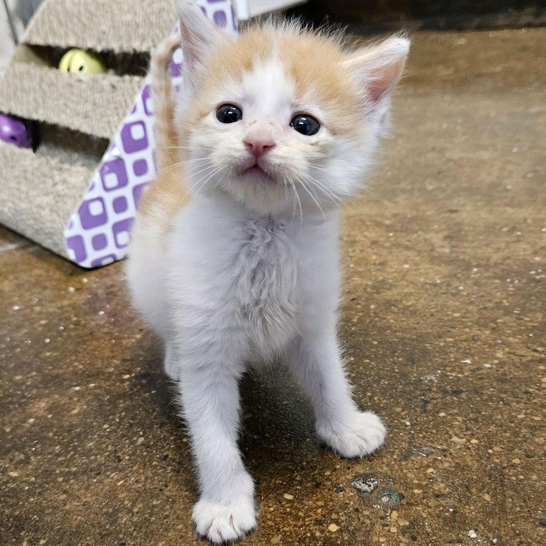 Dwayne The Rock Johnson, an adopted Domestic Short Hair in Birmingham, AL image 2/5