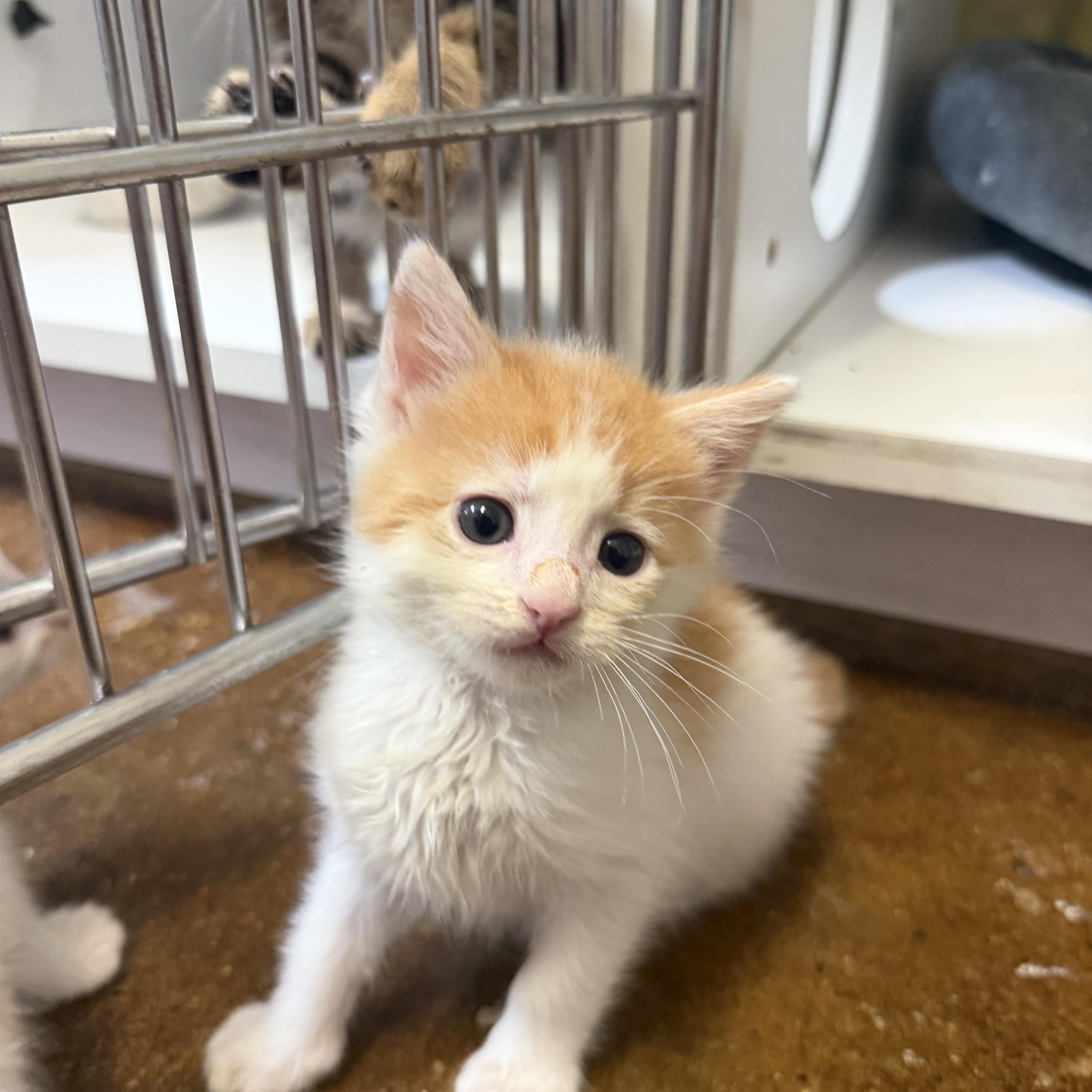 Dwayne The Rock Johnson, an adopted Domestic Short Hair in Birmingham, AL image 3/5