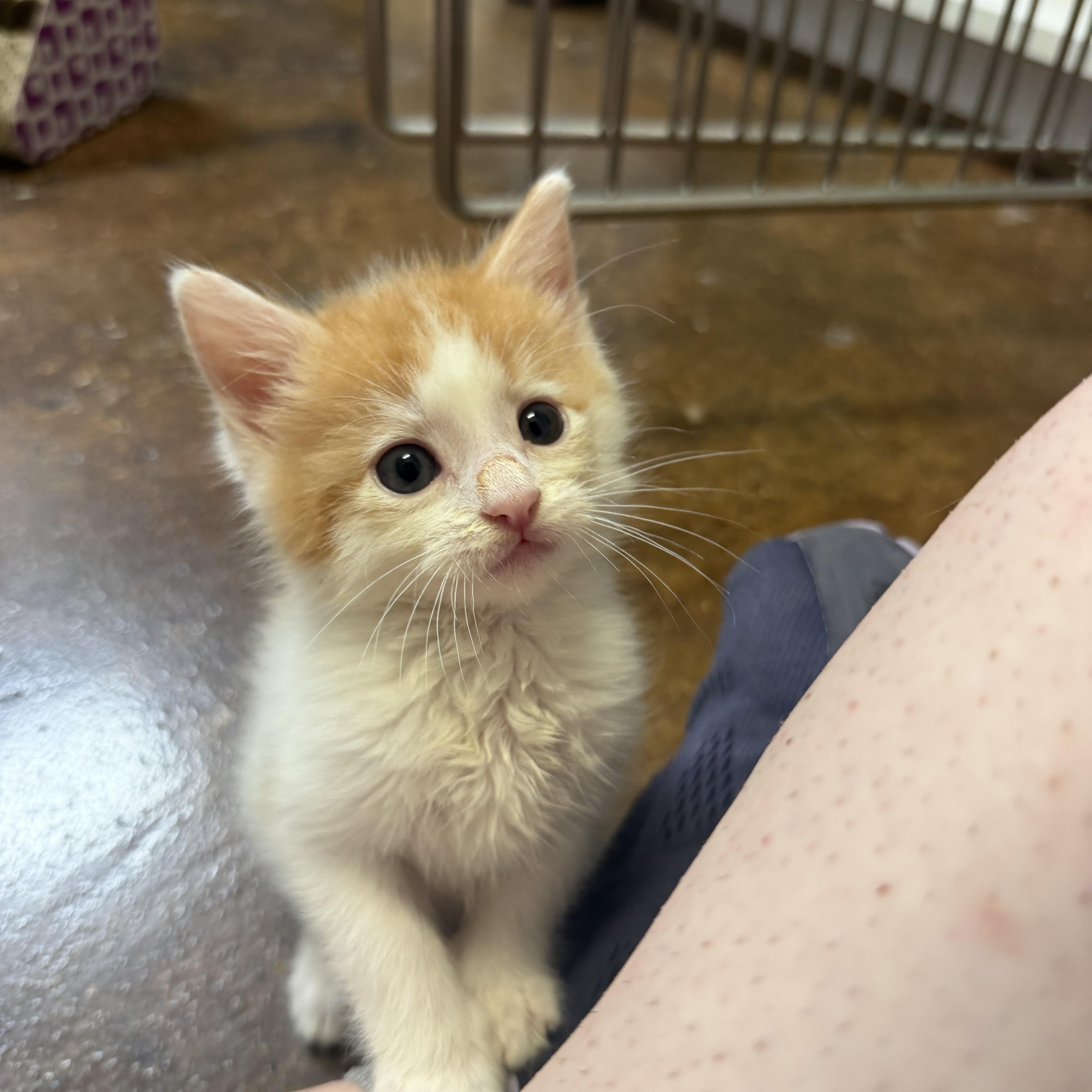 Dwayne The Rock Johnson, adopted, Kitten Male Domestic Short Hair.