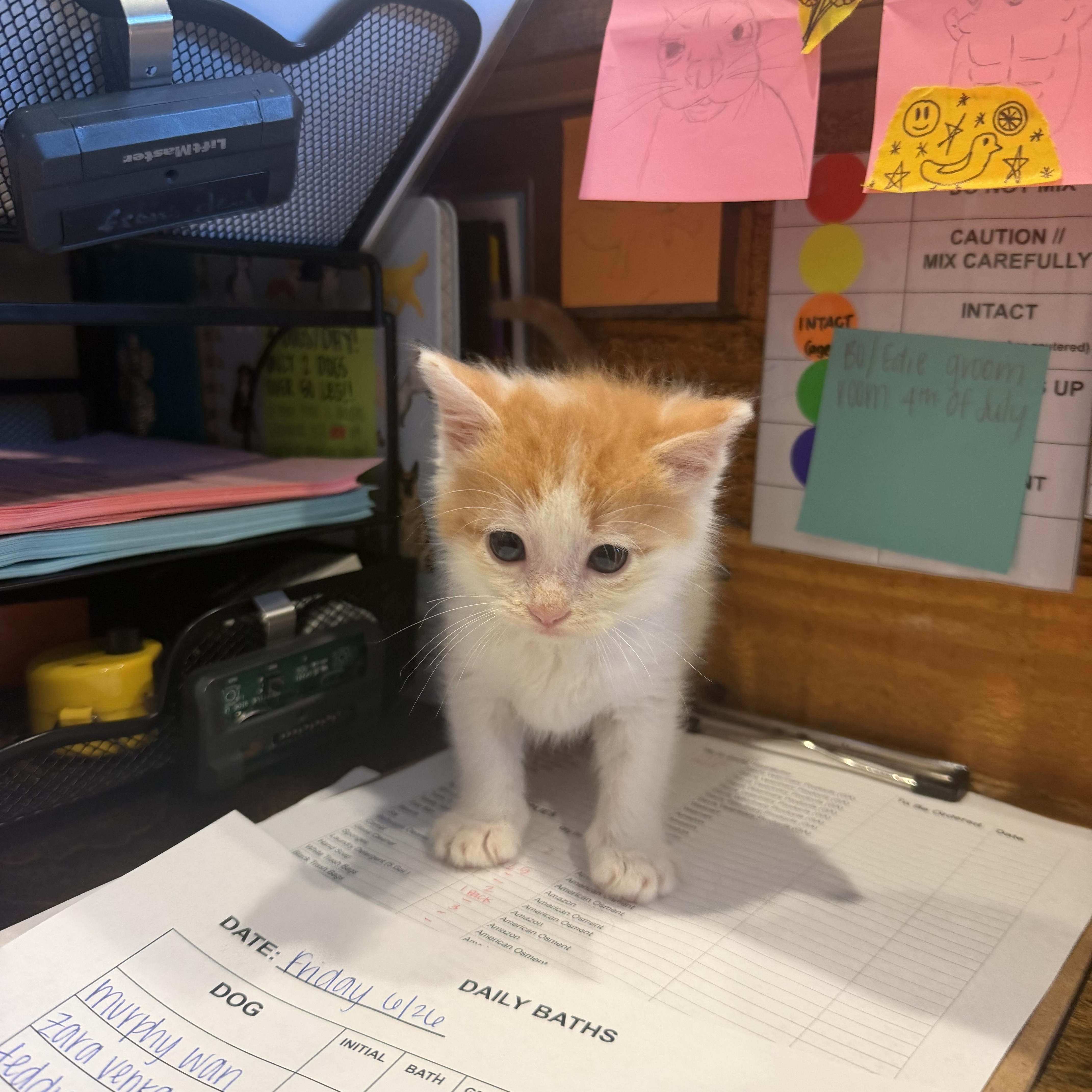 Dwayne The Rock Johnson, an adopted Domestic Short Hair in Birmingham, AL image 4/5