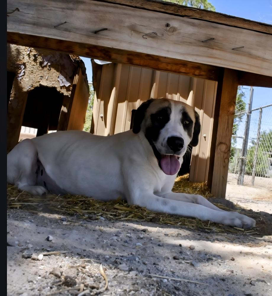 Enlarge Annie, a Adoptable Anatolian Shepherd in Albuquerque, NM image 1/4