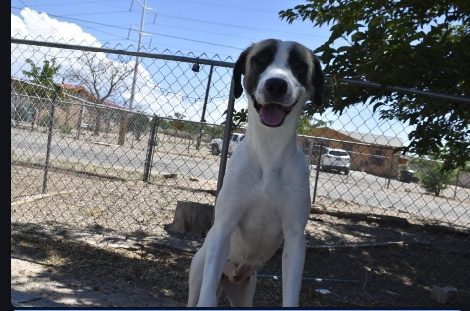Enlarge Annie, a Adoptable Anatolian Shepherd in Albuquerque, NM image 2/4