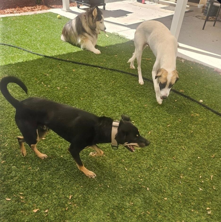 Enlarge Annie, a Adoptable Anatolian Shepherd in Albuquerque, NM image 3/4