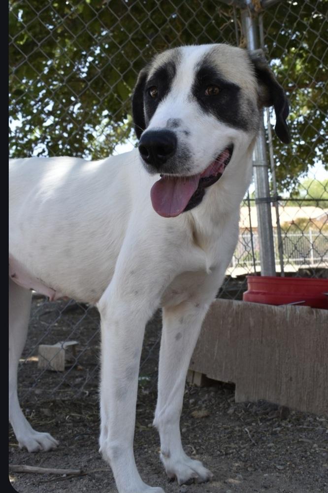 Enlarge Annie, a Adoptable Anatolian Shepherd in Albuquerque, NM image 4/4