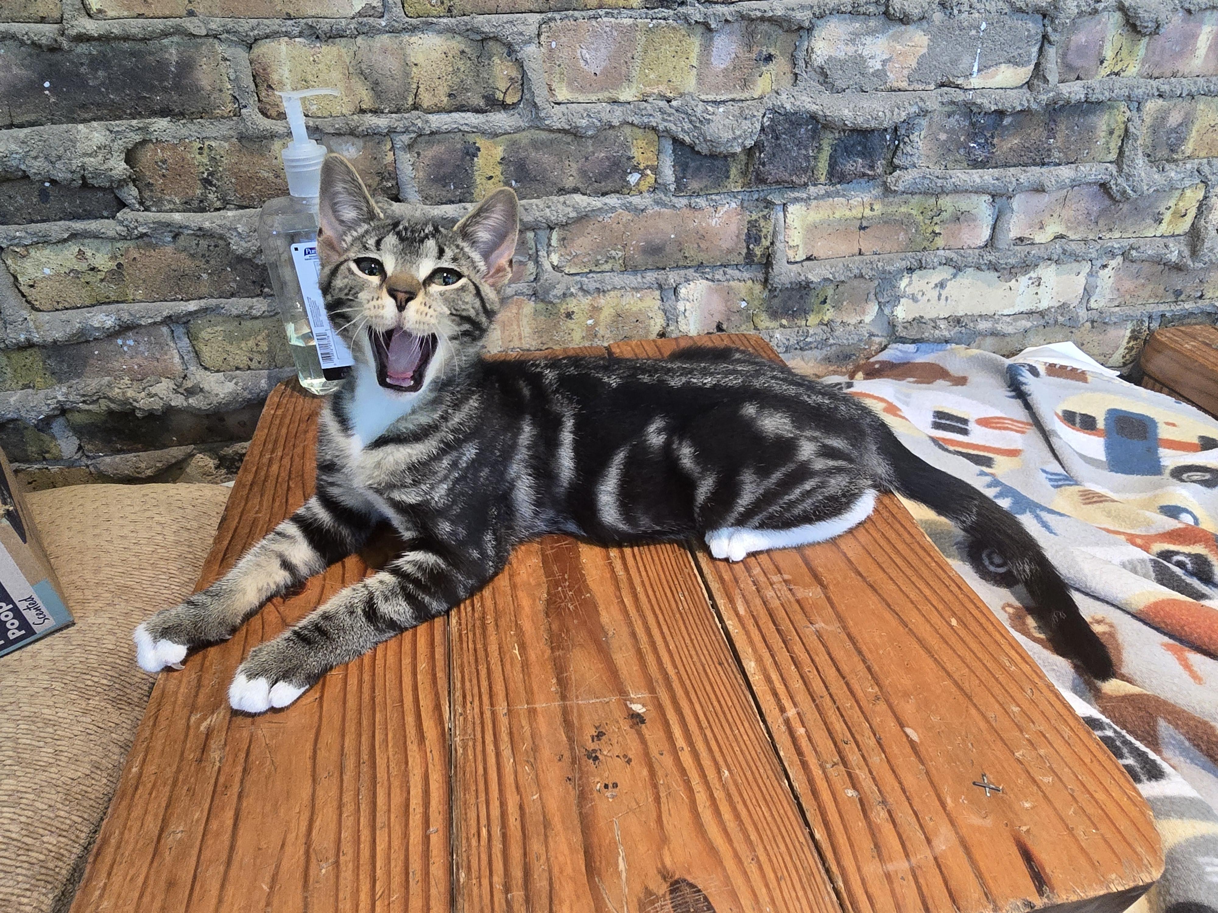 Rain, a Adopted American Shorthair in Wadsworth, IL image 1/5