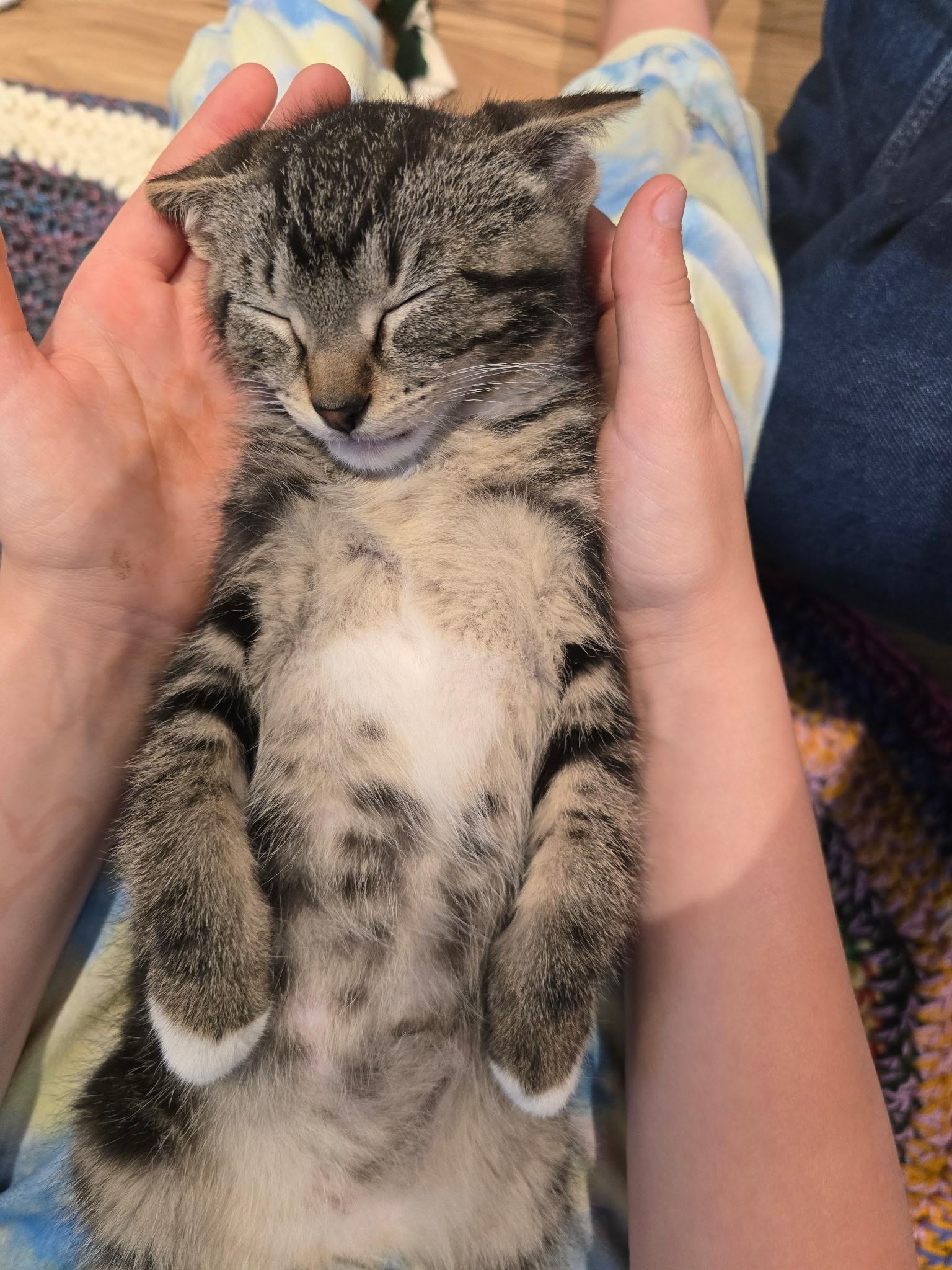 Rain, a Adopted American Shorthair in Wadsworth, IL image 3/5