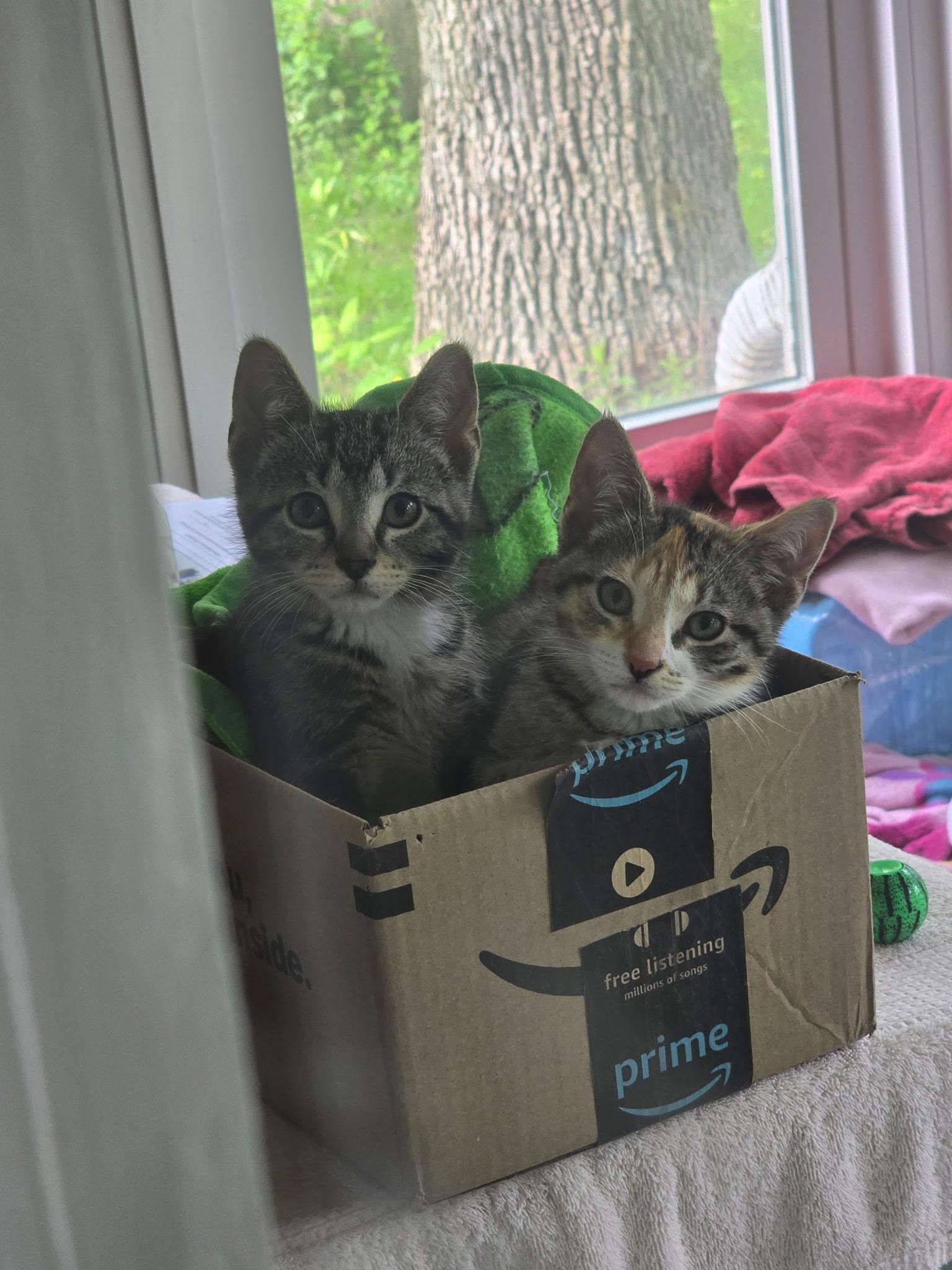 Rain, a Adopted American Shorthair in Wadsworth, IL image 5/5