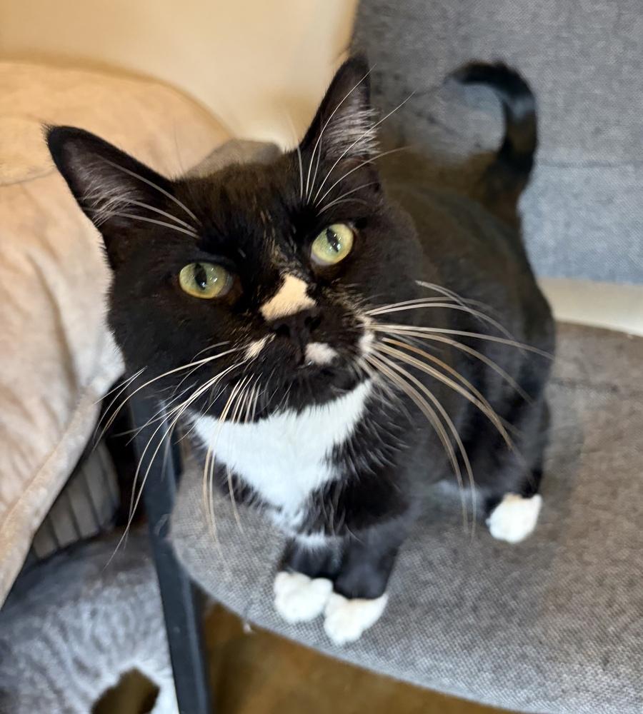 Lil Bit, Adoptable, Adult Male Domestic Short Hair.