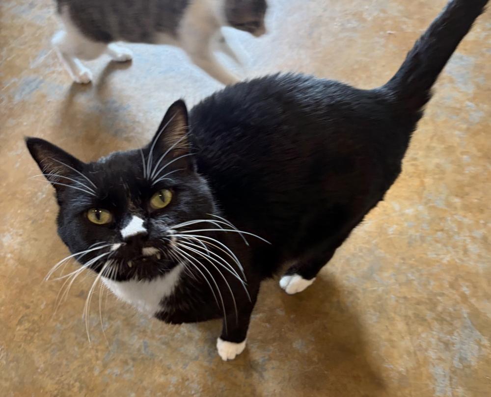 Enlarge Lil Bit, a Adoptable Domestic Short Hair in Challis, ID image 2/3