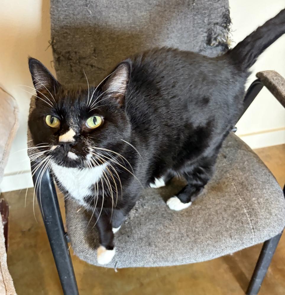 Enlarge Lil Bit, a Adoptable Domestic Short Hair in Challis, ID image 3/3