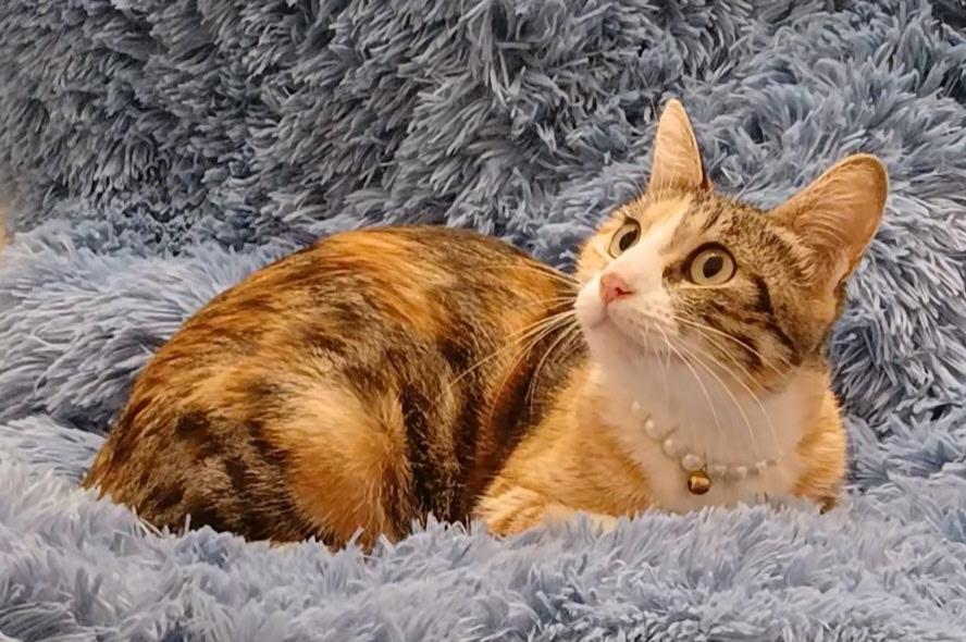 Autumn, Adoptable, Adult Female Calico.