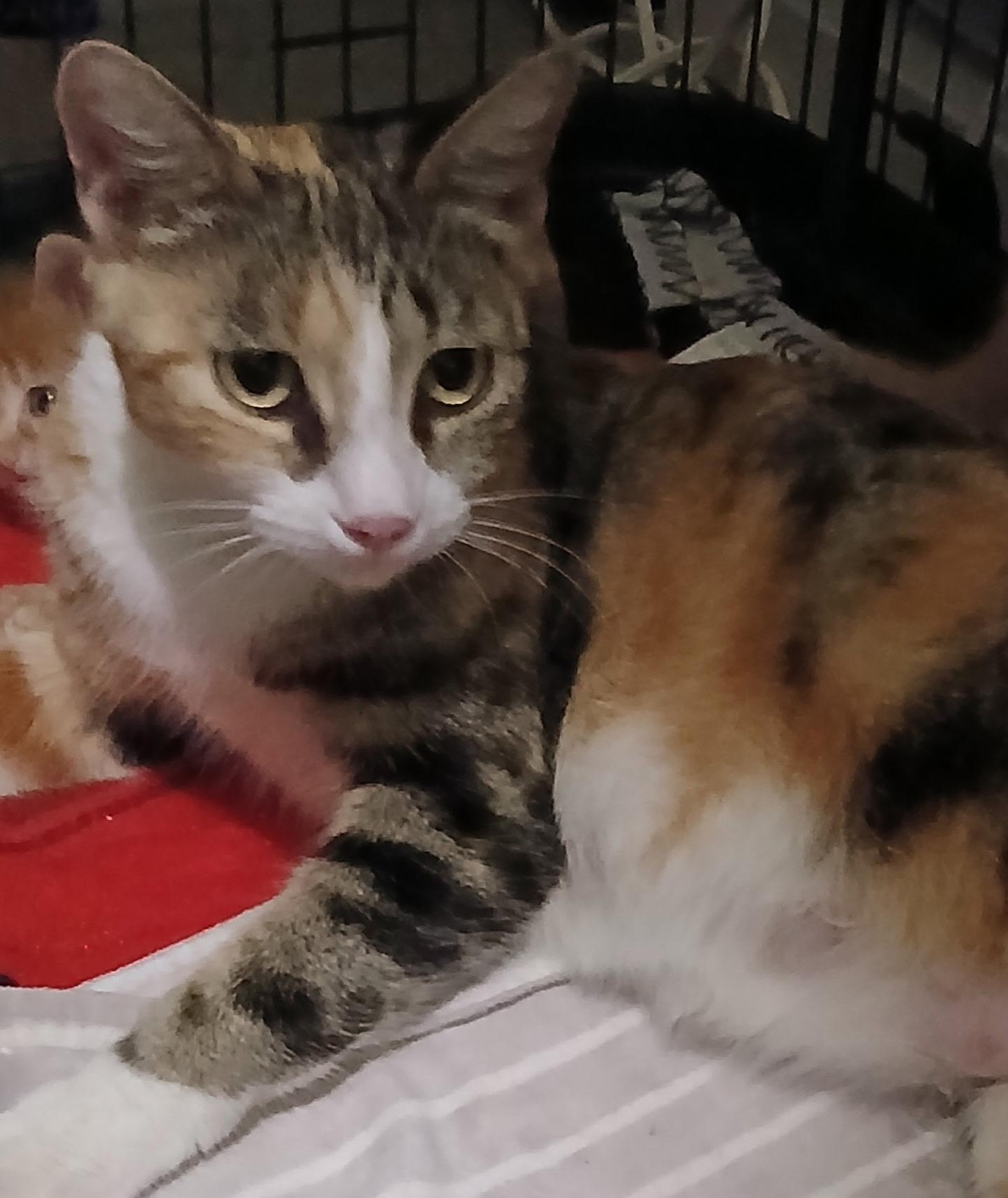 Enlarge Autumn, a Adoptable Calico in HUNTINGTON BEACH, CA image 2/3