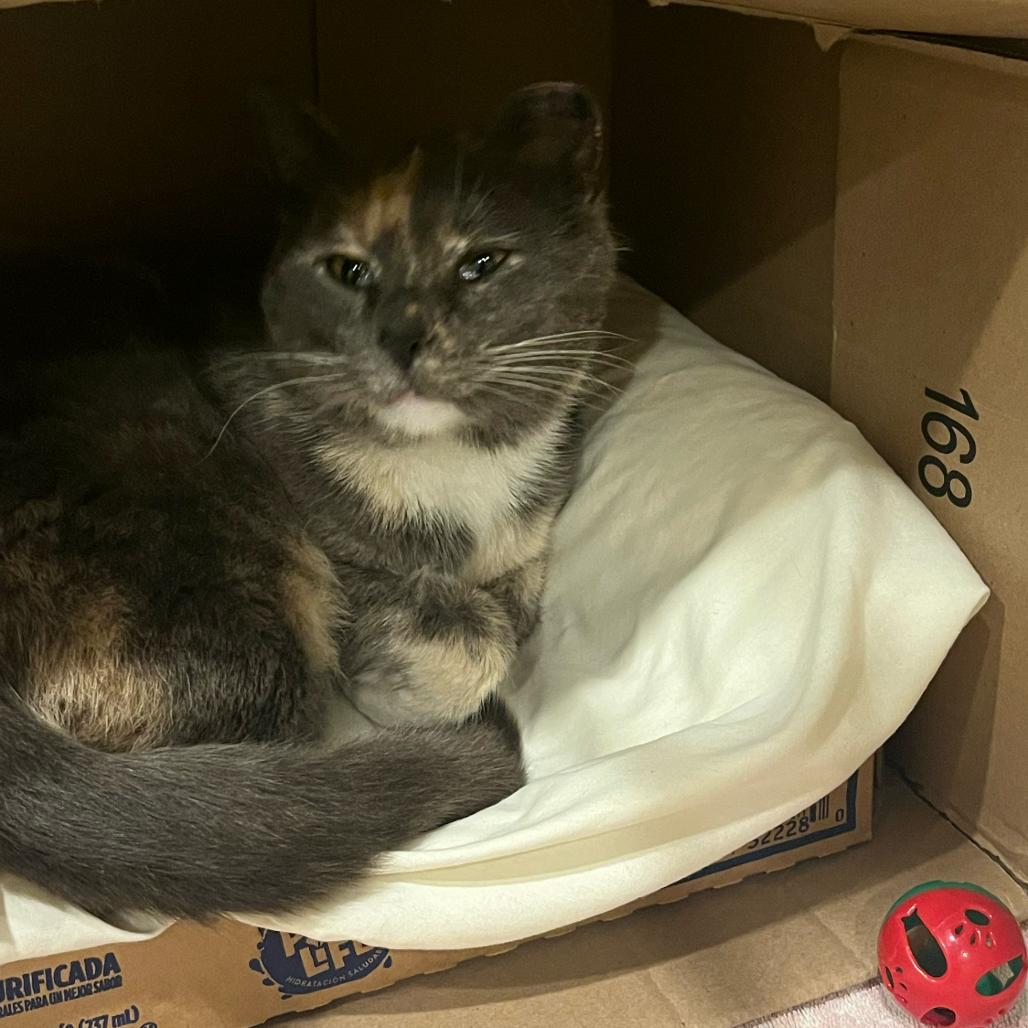 0326-48 Delilah, a Adoptable Domestic Short Hair in Abingdon, MD image 1/3