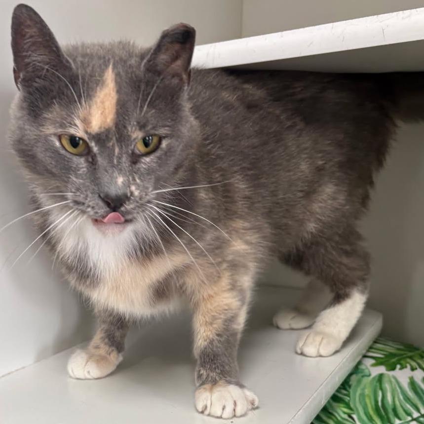 Enlarge 0326-48 Delilah, a Adoptable Domestic Short Hair in Abingdon, MD image 2/5