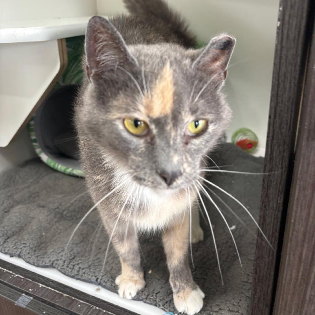 Enlarge 0326-48 Delilah, a Adoptable Domestic Short Hair in Abingdon, MD image 3/5