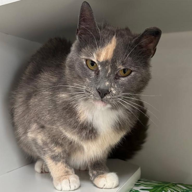 Enlarge 0326-48 Delilah, a Adoptable Domestic Short Hair in Abingdon, MD image 4/5