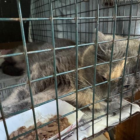 0326-48 Delilah, a Adoptable Domestic Short Hair in Abingdon, MD image 2/3