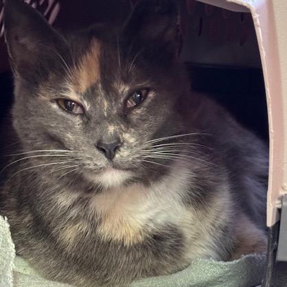 0326-48 Delilah, a Adoptable Domestic Short Hair in Abingdon, MD image 3/3