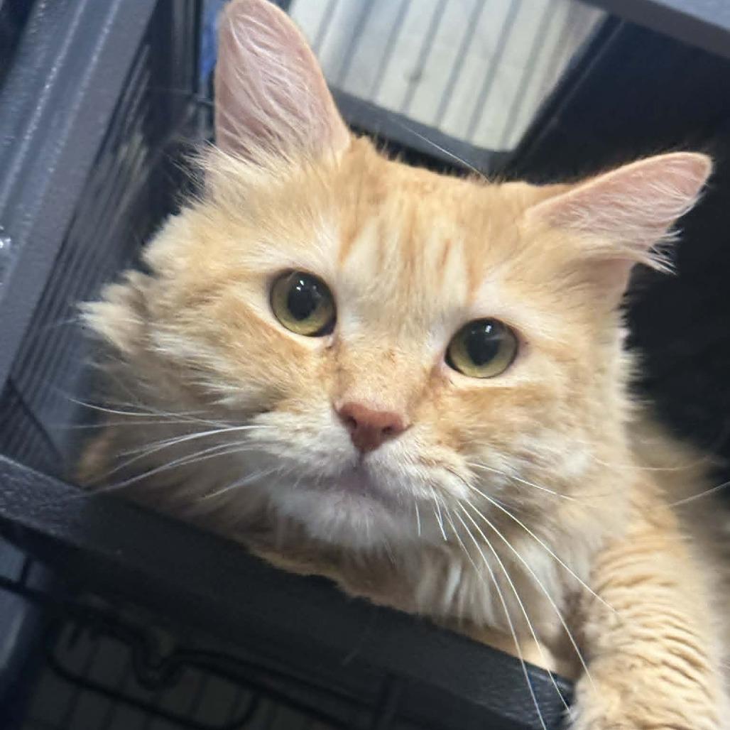 Zipcode, a Adoptable Domestic Long Hair in Saugerties, NY image 1/6