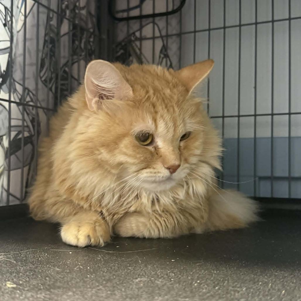 Zipcode, a Adoptable Domestic Long Hair in Saugerties, NY image 2/6