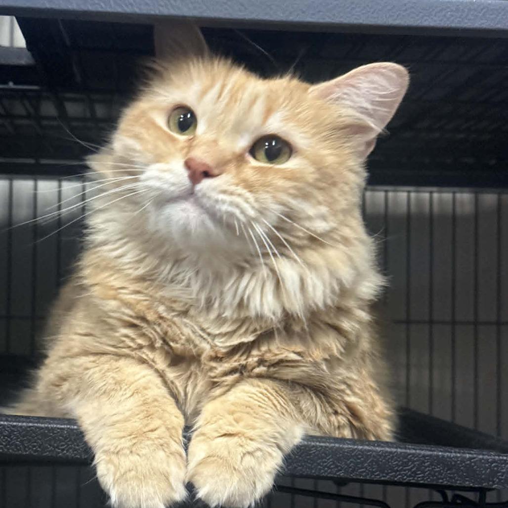 Zipcode, a Adoptable Domestic Long Hair in Saugerties, NY image 3/6