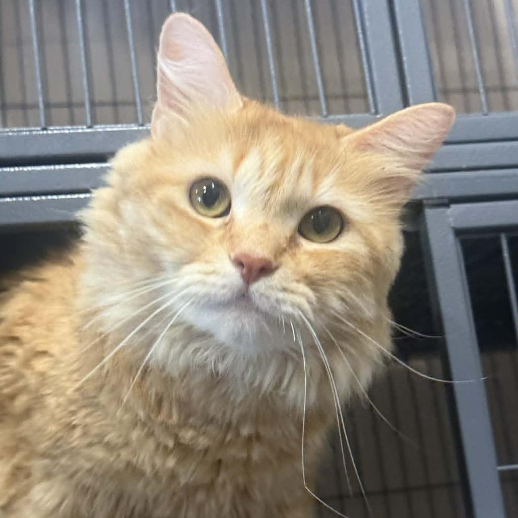 Zipcode, a Adoptable Domestic Long Hair in Saugerties, NY image 4/6