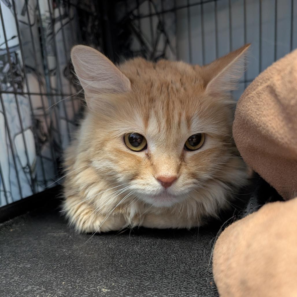 Zipcode, a Adoptable Domestic Long Hair in Saugerties, NY image 5/6