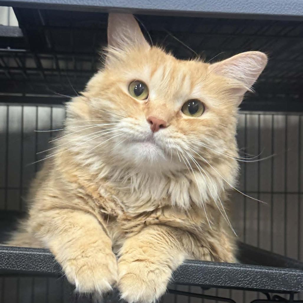 Zipcode, a Adoptable Domestic Long Hair in Saugerties, NY image 6/6