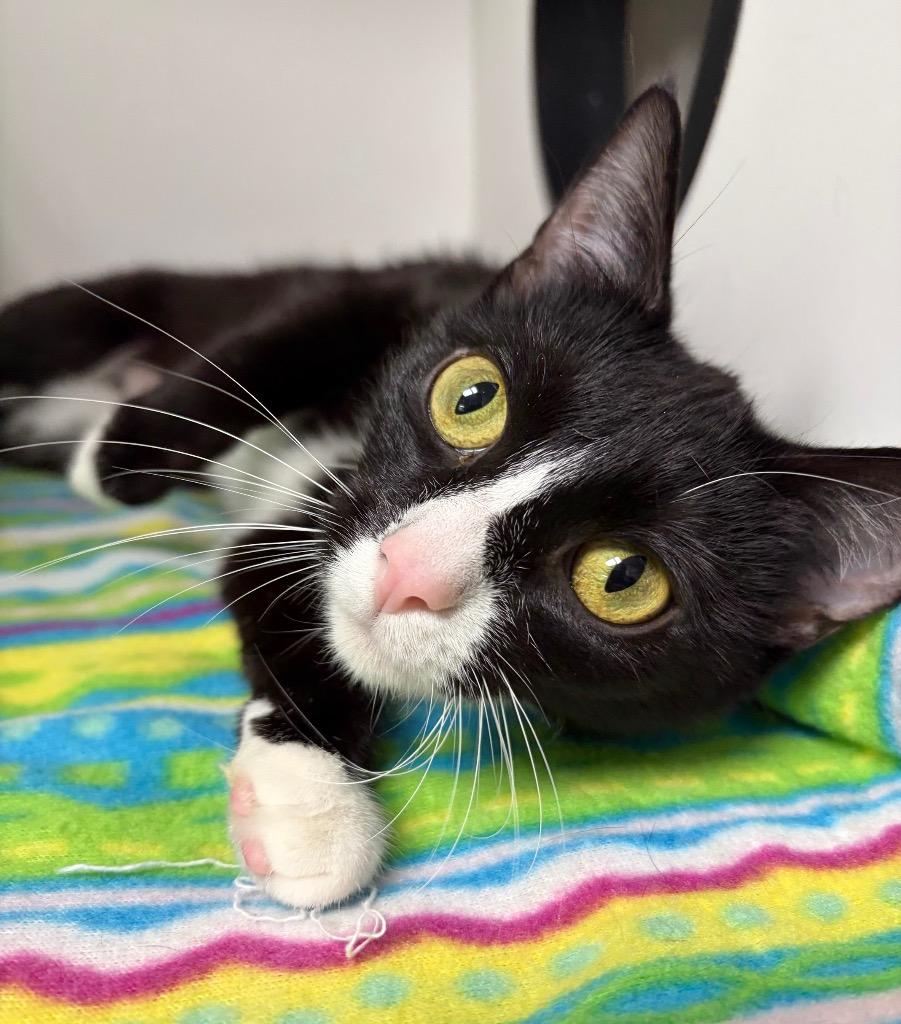 Enlarge Garnet, a Adoptable mixed breed in Huntington, IN image 2/3