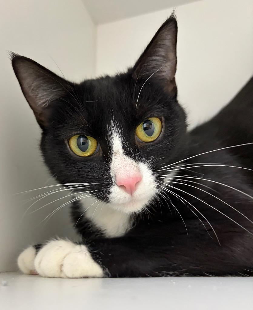 Enlarge Garnet, a Adoptable mixed breed in Huntington, IN image 3/3