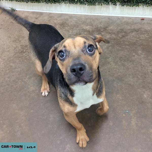 Enlarge Priya, a Adoptable mixed breed in Lexington, KY image 1/2