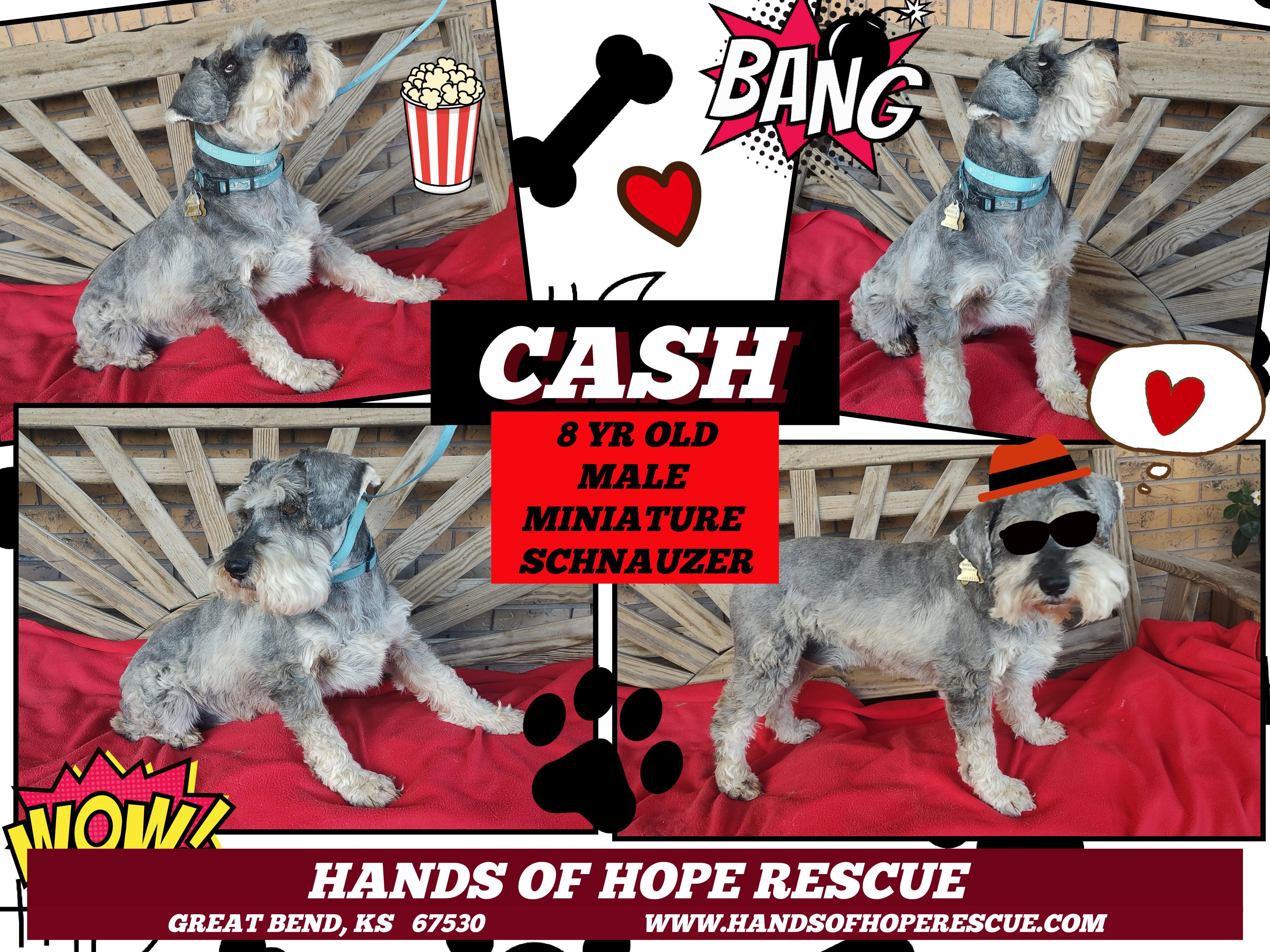 CASH, an adoptable Miniature Schnauzer in Great Bend, KS, 67530 | Photo Image 1