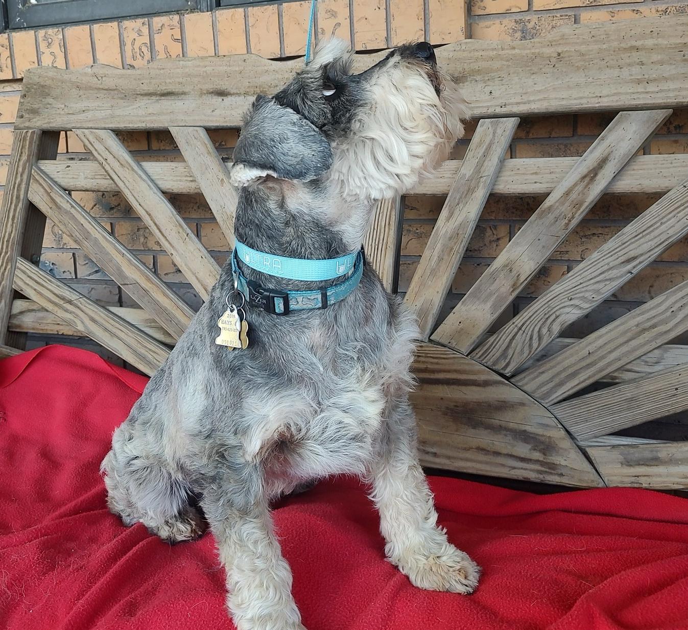 CASH, an adoptable Miniature Schnauzer in Great Bend, KS, 67530 | Photo Image 2