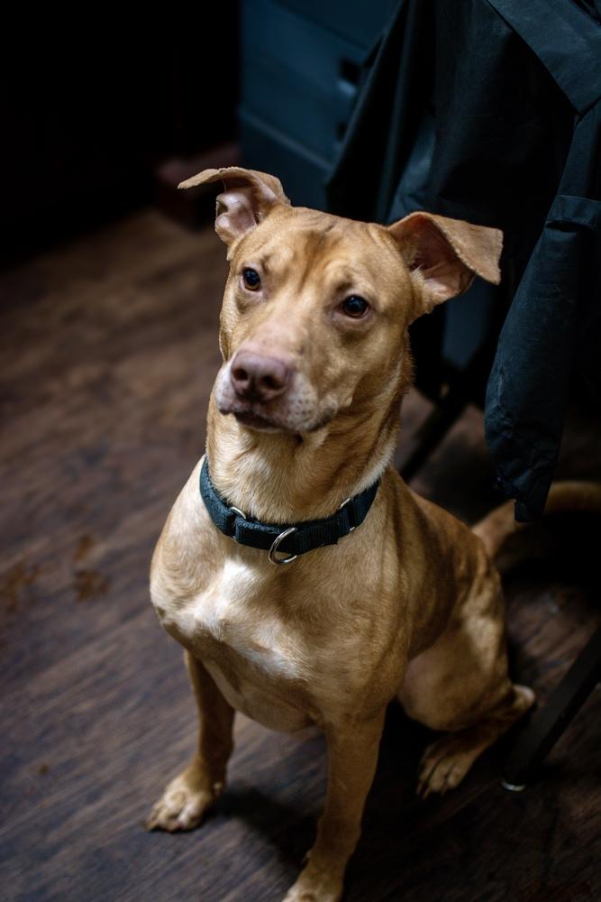 Enlarge Jackson, a Adoptable mixed breed in Frankfort, NY image 1/4