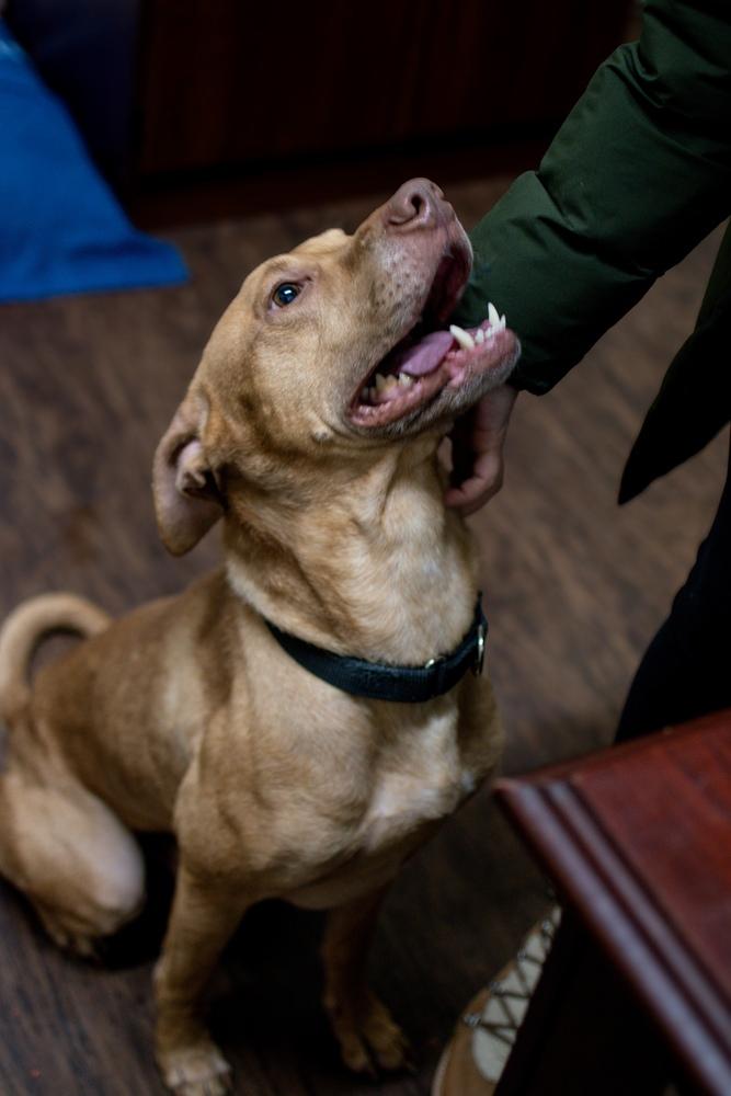 Enlarge Jackson, a Adoptable mixed breed in Frankfort, NY image 2/4