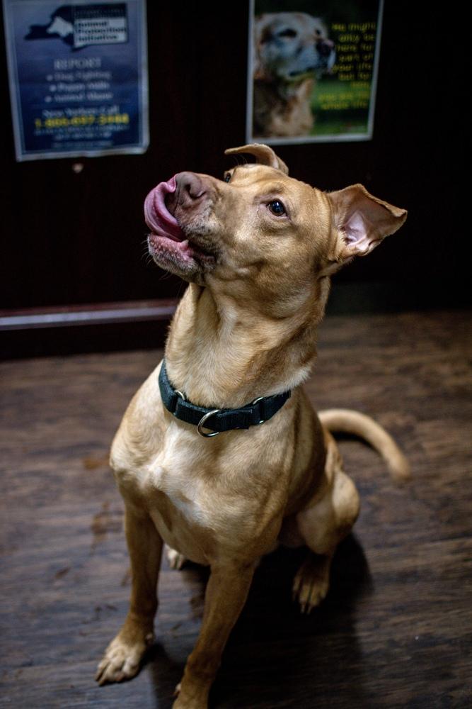 Enlarge Jackson, a Adoptable mixed breed in Frankfort, NY image 3/4