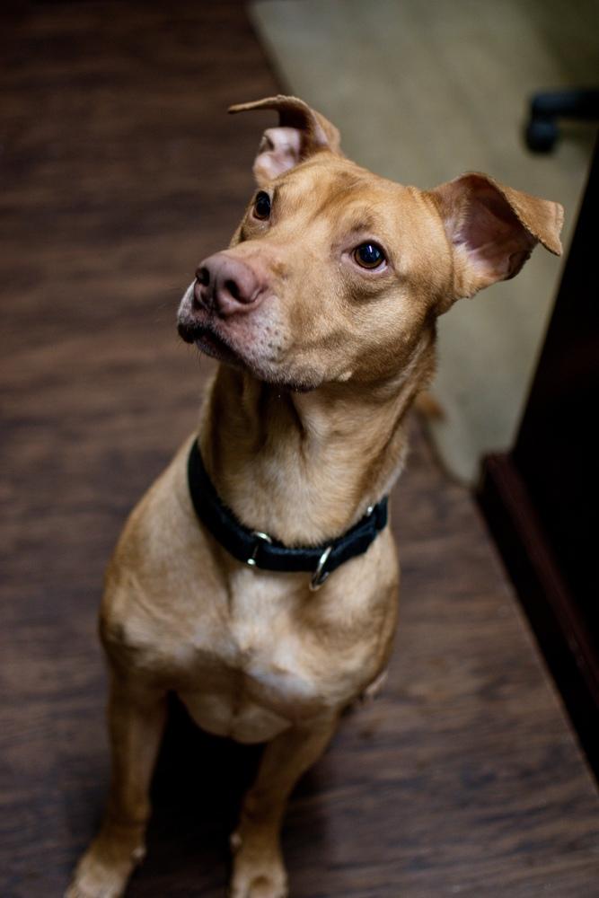 Enlarge Jackson, a Adoptable mixed breed in Frankfort, NY image 4/4
