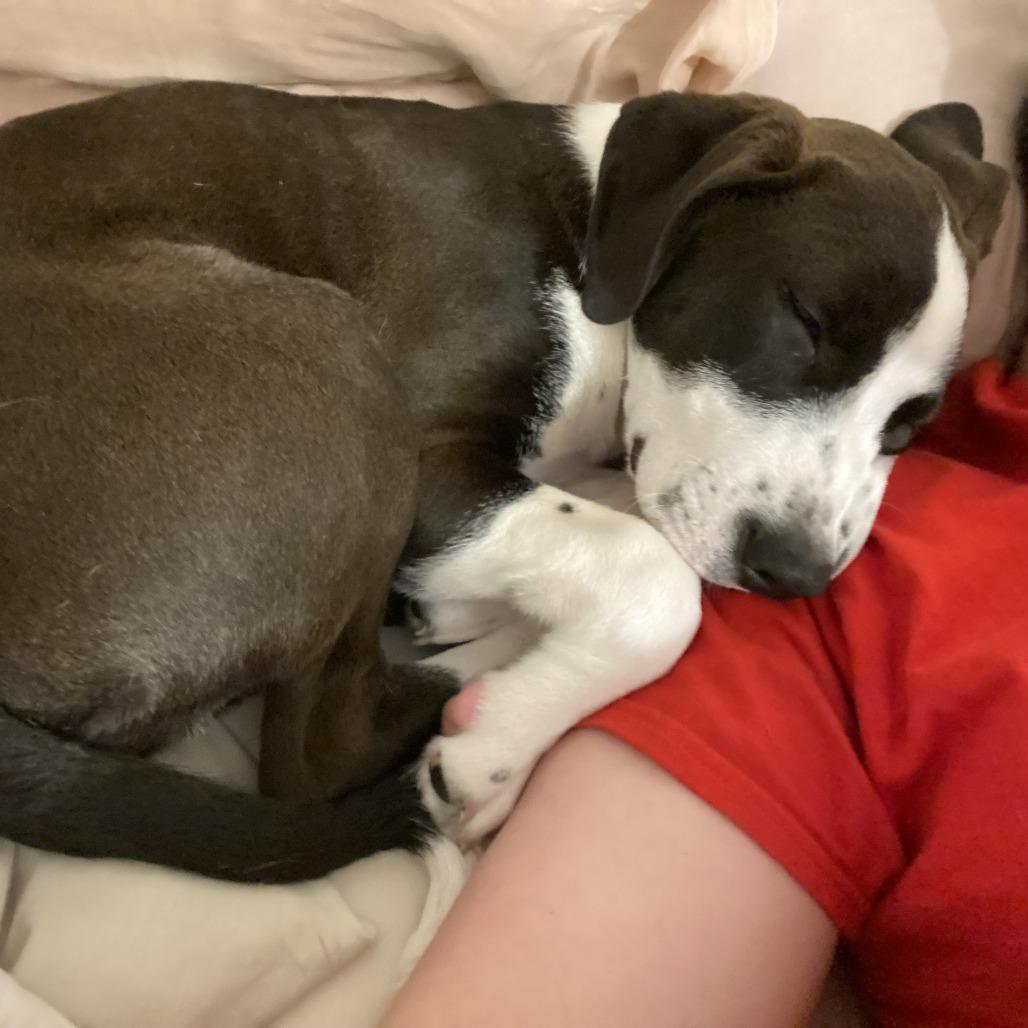 Golem D67575, Adoptable, Puppy Male Cattle Dog & Labrador Retriever.