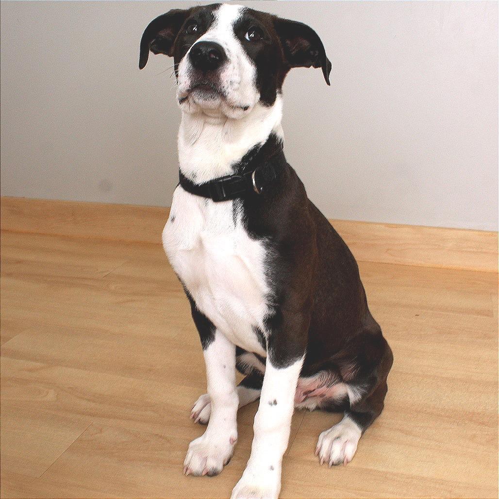 Golem D67575, a Adoptable mixed breed in Minnetonka, MN image 2/6