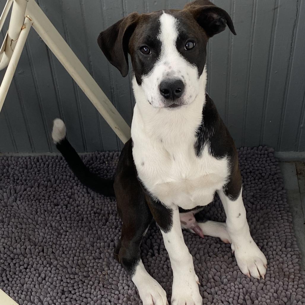 Golem D67575, a Adoptable mixed breed in Minnetonka, MN image 3/6