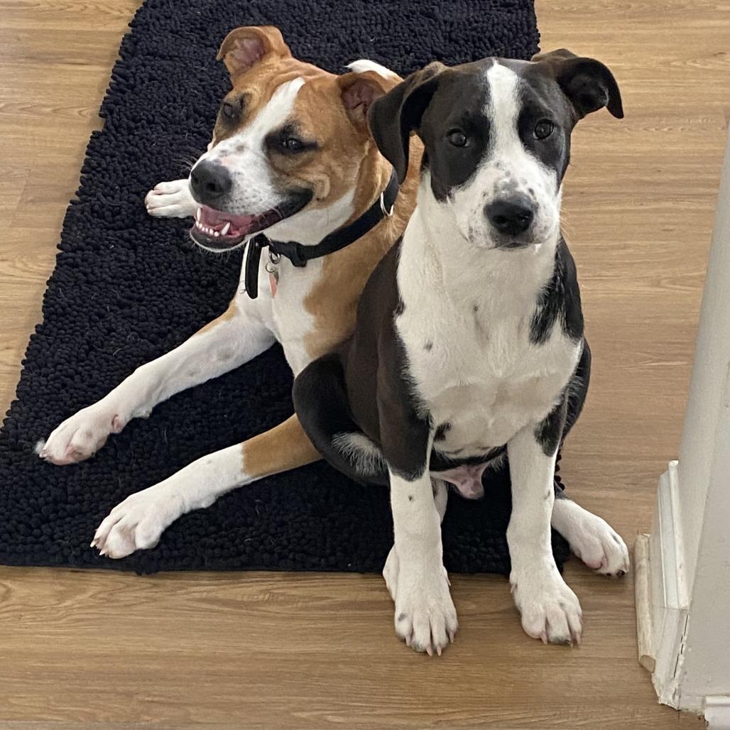 Golem D67575, a Adoptable mixed breed in Minnetonka, MN image 4/6