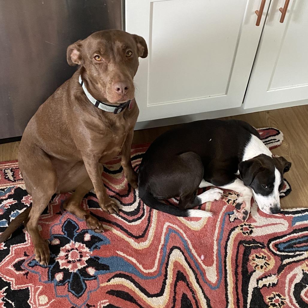 Golem D67575, a Adoptable mixed breed in Minnetonka, MN image 5/6