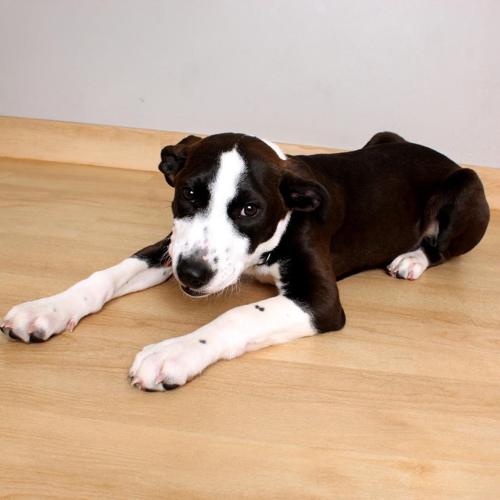 Golem D67575, a Adoptable mixed breed in Minnetonka, MN image 6/6