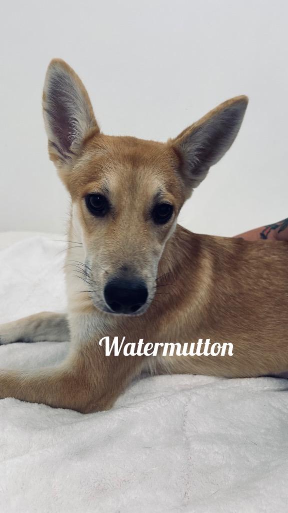Watermutton, Adoptable, Puppy Female German Shepherd Dog.