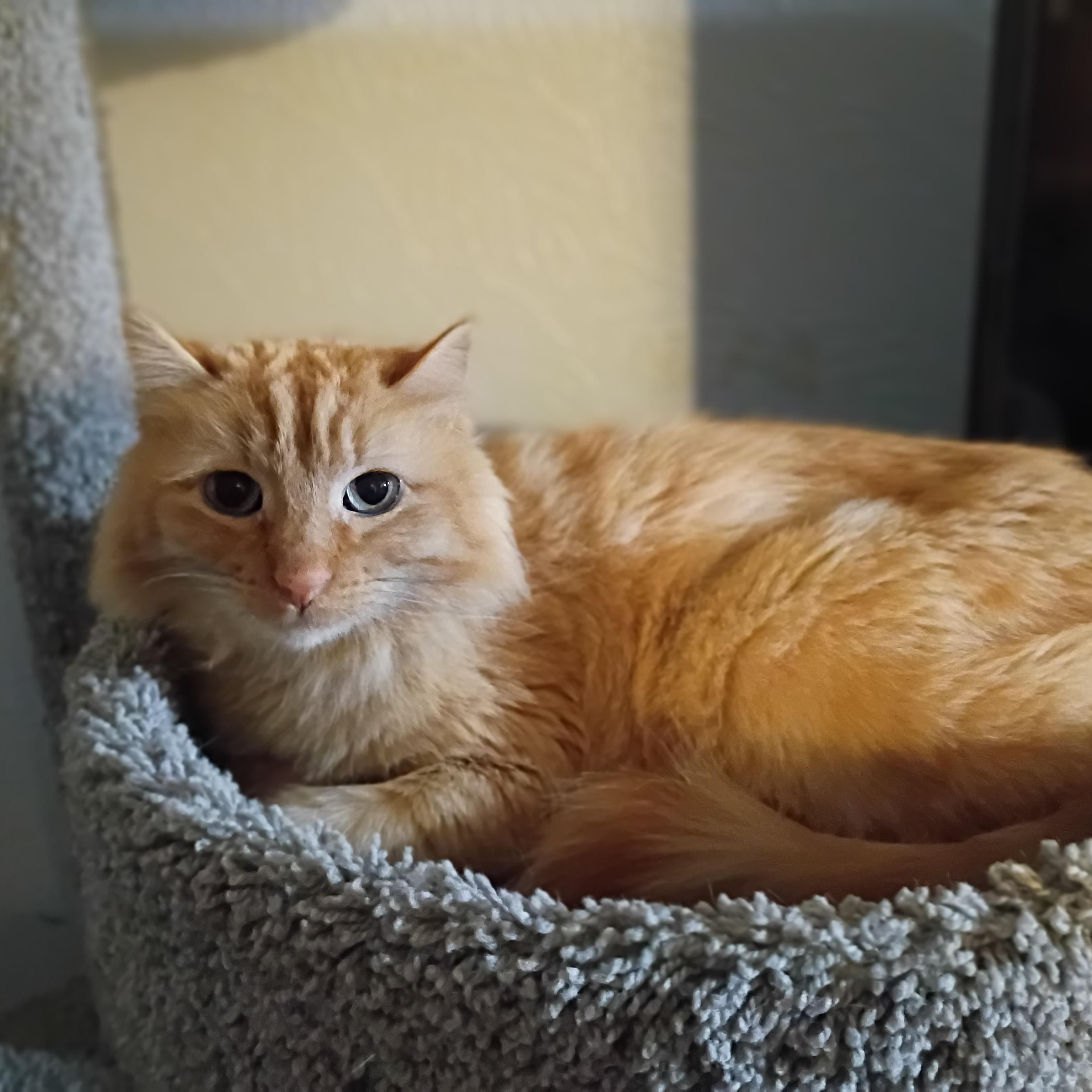 Enlarge Nugget, an adopted Domestic Medium Hair in Pocatello, ID image 3/3