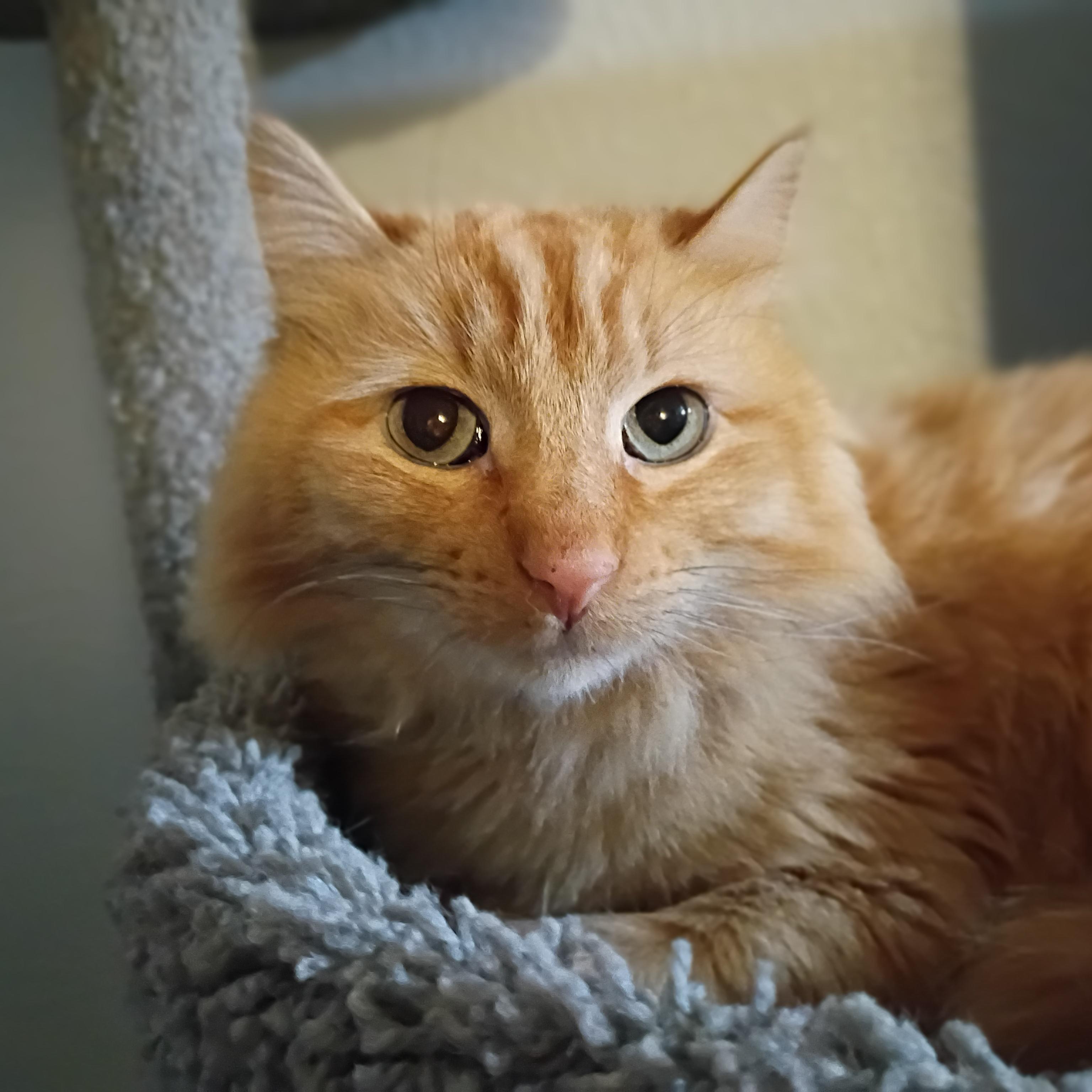 Enlarge Nugget, an adopted Domestic Medium Hair in Pocatello, ID image 2/3