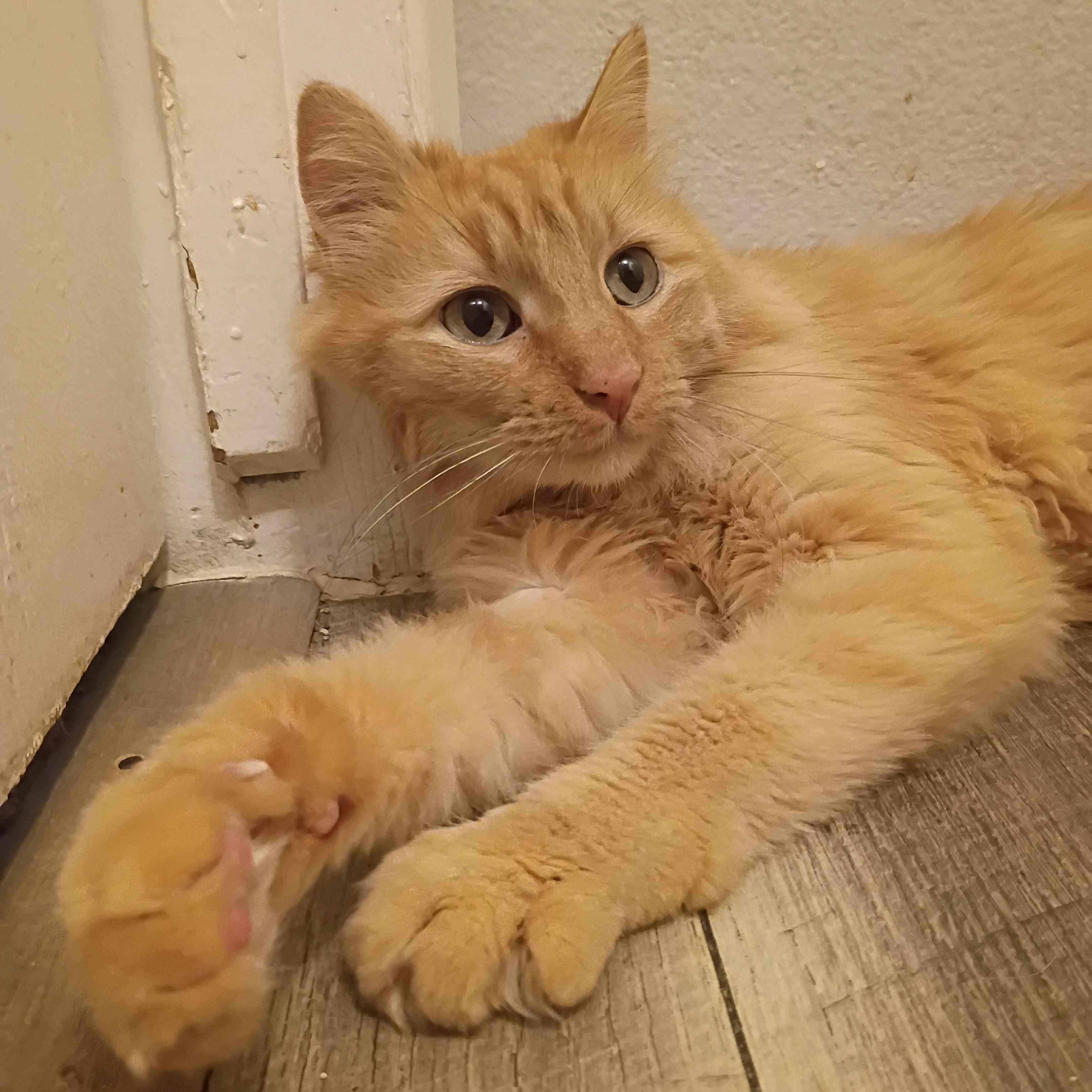 Nugget, ADOPTABLE, Adult Male Domestic Medium Hair.