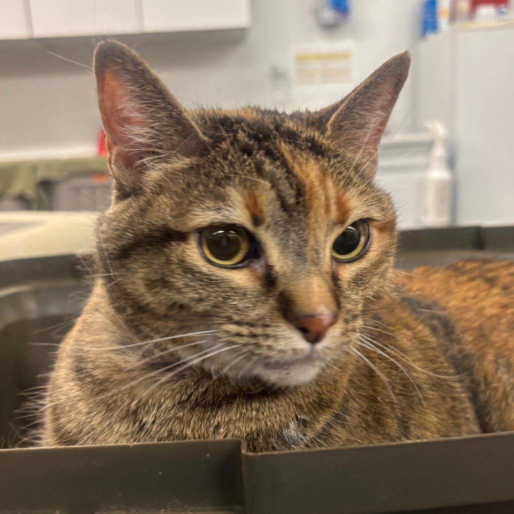 Sissy, Adoptable, Adult Female Domestic Short Hair.