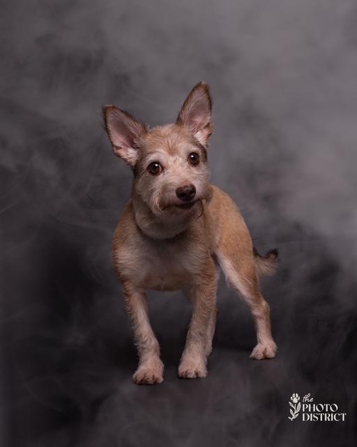 Enlarge Toby (aka Tobeg), a Adoptable mixed breed in Albany, NY image 6/6